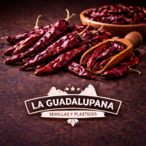 chiles guajillo secos y más