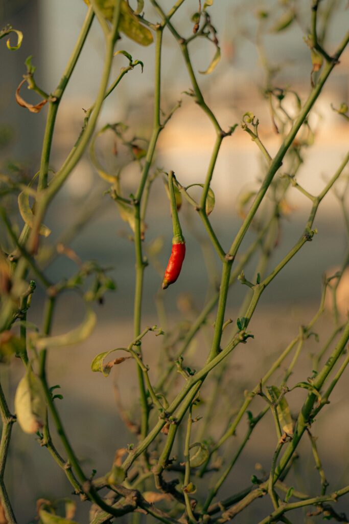 pexels hridyakshgejwal 36283859