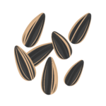 —pngtree—black sunflower seeds decorative illustration 5459076