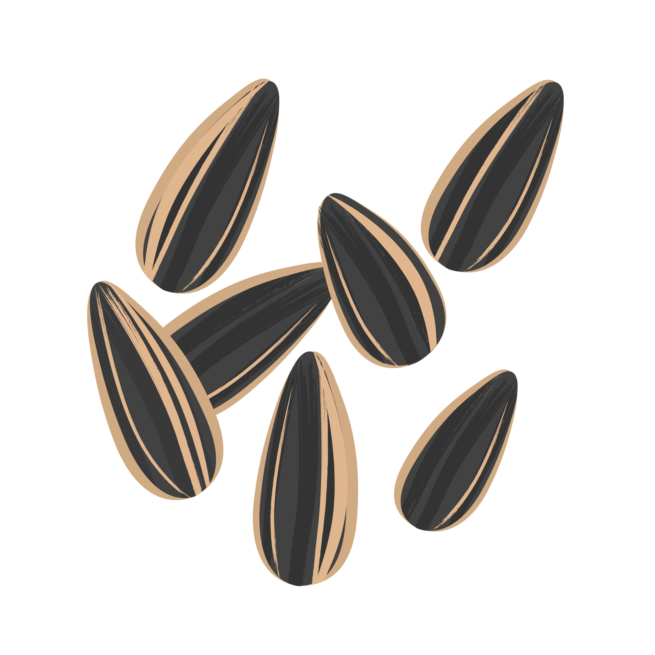 —pngtree—black sunflower seeds decorative illustration 5459076